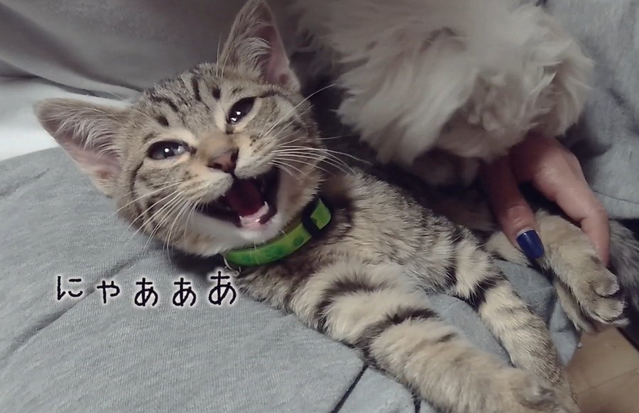 パパを猫好きにしてくれた優しき猫さん