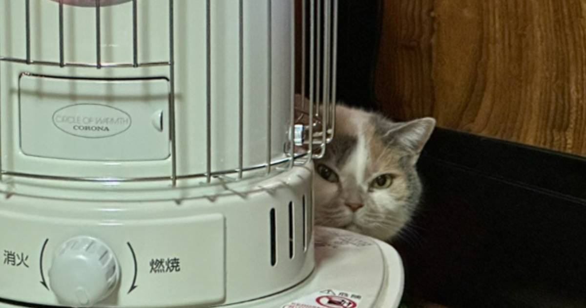 『夫婦喧嘩』をしていたら、物陰から猫が…思わず笑っちゃう『まさかの光景』に9万5000いいね「家政婦の三毛」「笑ってしまったｗｗ」