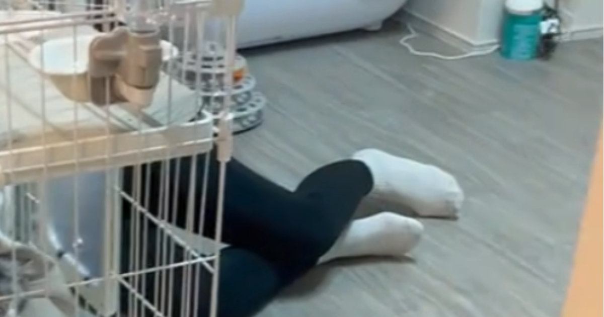 猫用の『ケージの中』を見ると……『まさかの状況』に笑顔になる人が続出「まんざらでもない感じｗ」「大切な時間だねｗ」「いいなぁ～」