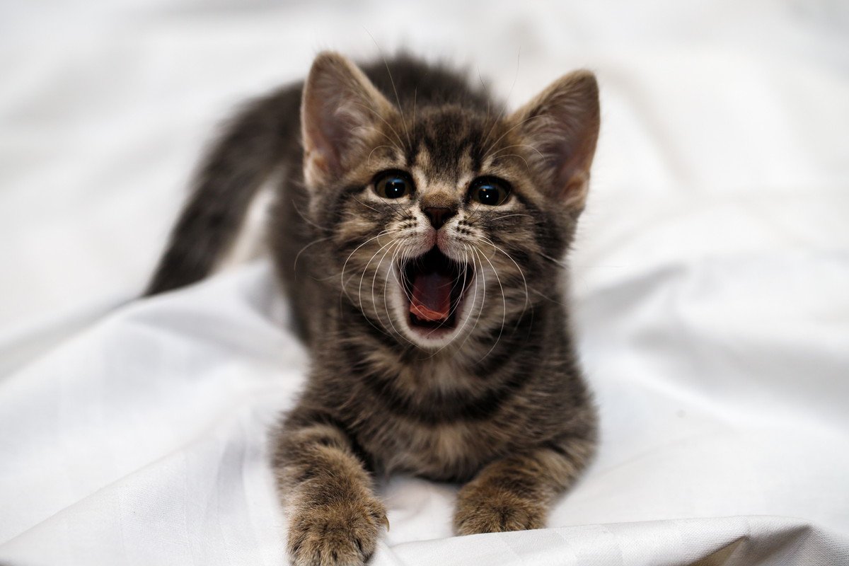 『鳴きグセがひどい猫』への対処法5選　延々と鳴き続けるのは、なぜ？