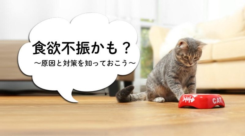 ねこちゃんの食欲不振はなぜおこるの？【獣医師監修】