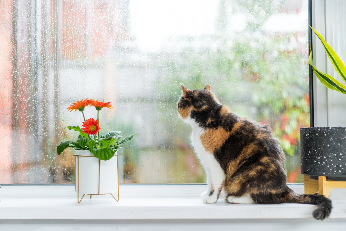 猫と迎える『梅雨の時期』に気を付けたいこと4選　注意が必要な理由から健康ケアの方法まで