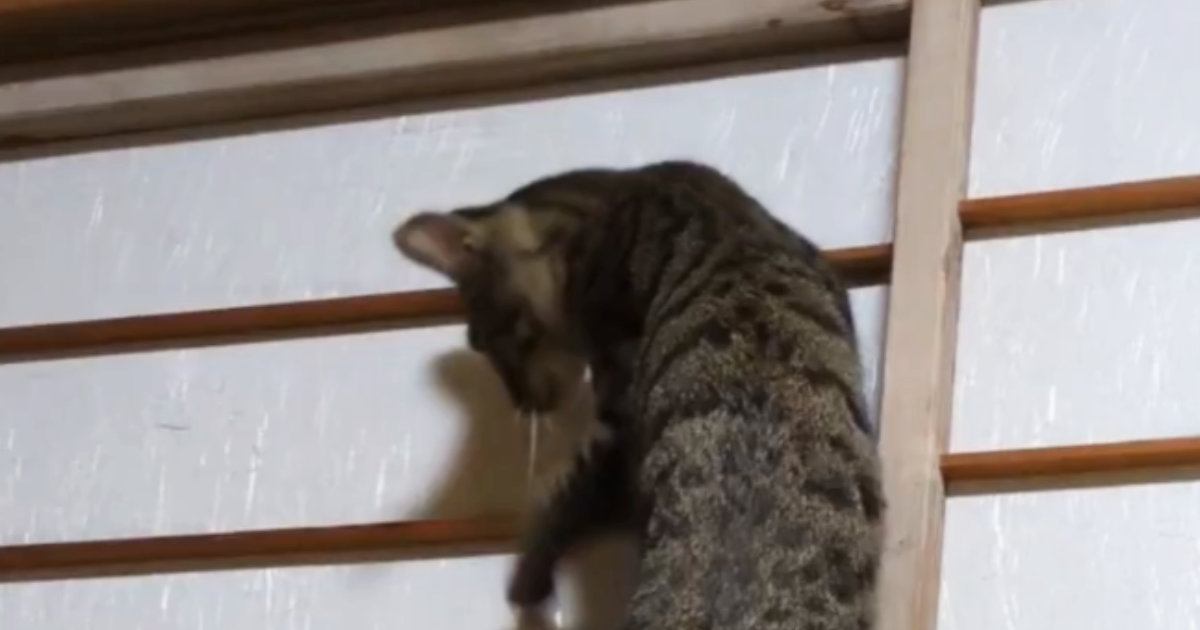 音を立てながら『障子を登っていく猫』→下りようとするも……爆笑の展開に1万7000いいね「下山のほうが危険ｗ」「声出して笑った」