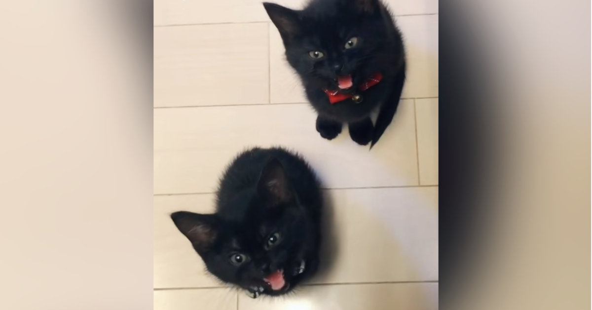 足元にやってきた2匹の赤ちゃん猫→『なに？』と聞いてみると…たまらなく可愛い反応が84万再生「真顔で見れる人いない説」「キュン」