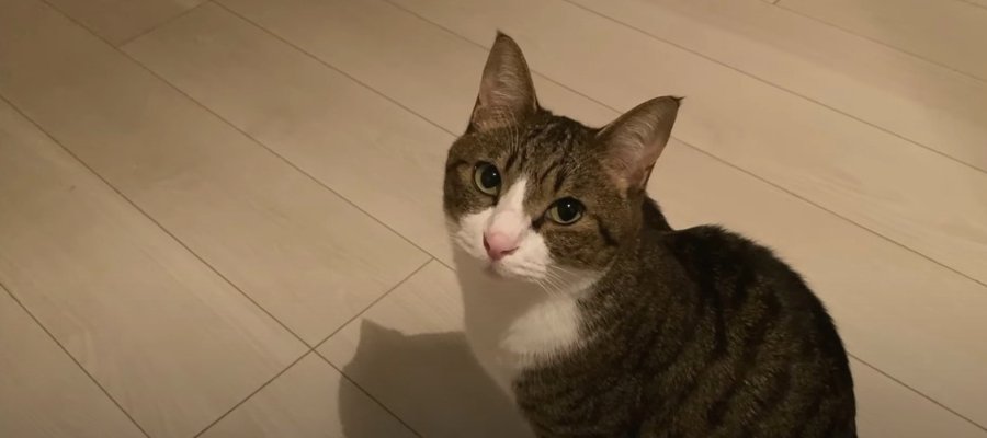 『つまんないし眠たいし…』ヤモリに会えなくてぐずる末っ子猫くん