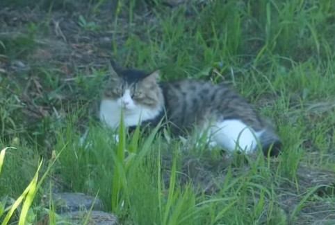 お外に脱走してしまった猫ちゃんを大好きなブラシで釣ってみる