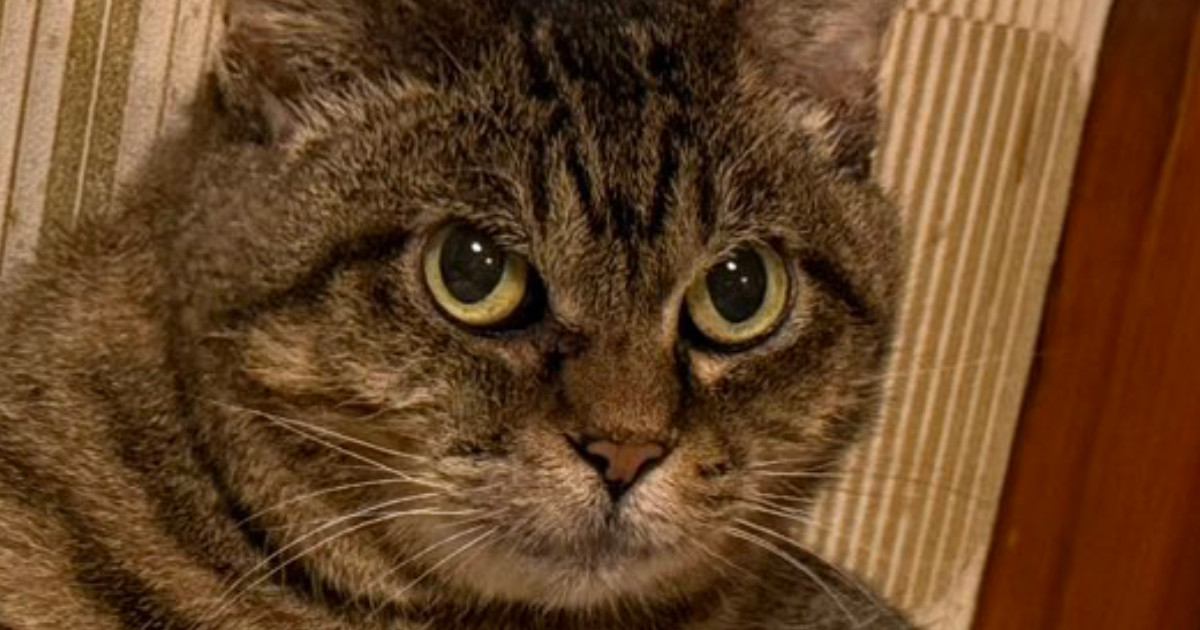 猫に薬を飲ませた結果→『枕の上』を占拠されて…可愛すぎる『まさかの光景』に2万いいね「ポヨポヨ腹がセクシー」「顔がかわいいｗ」