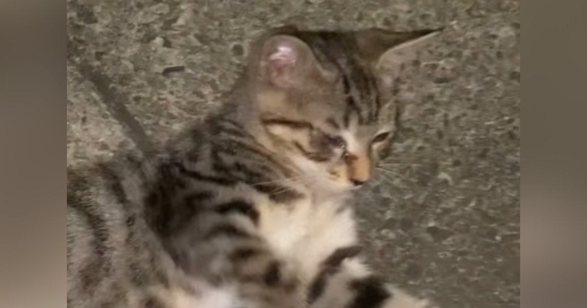 東京の路地裏で『やせ細った野良猫』と出会った結果→４年後…大きく変化した『現在の様子』に感動の声「素敵なお話」「幸せそうでよかった」