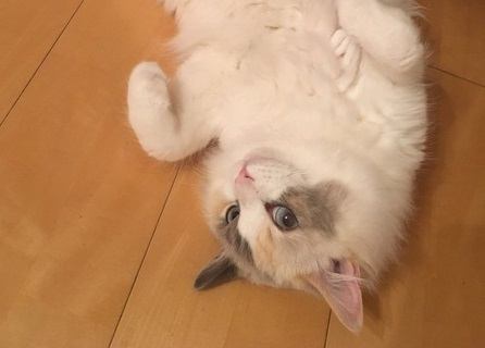 ラグドールの画像で癒される！かわいくて美しい猫達の写真特集