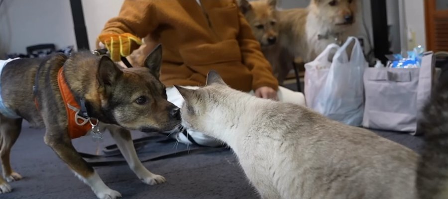 『わんこが遊びにきた！』初顔合わせに猫ちゃんたちの反応は？