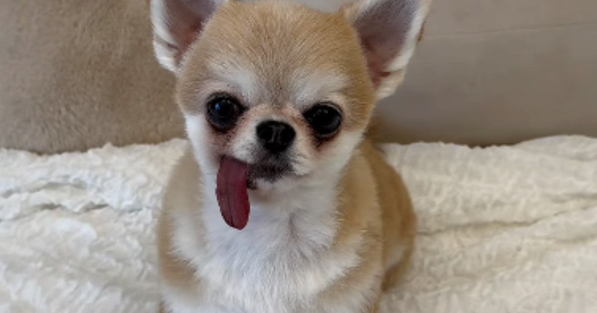 定点カメラで犬のことを撮影していたら…猫がとった『まさかの行動』が53万再生「前世インフルエンサー？ｗ」「AIかと思った」