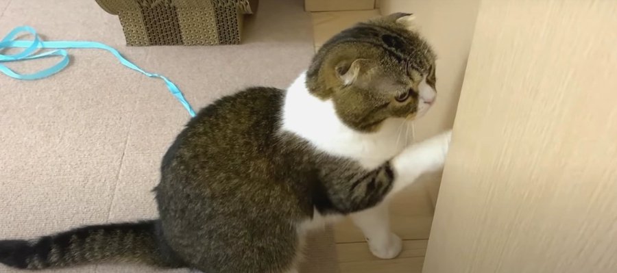 『なんで出てこないの！』パパさんを心配する猫ちゃん