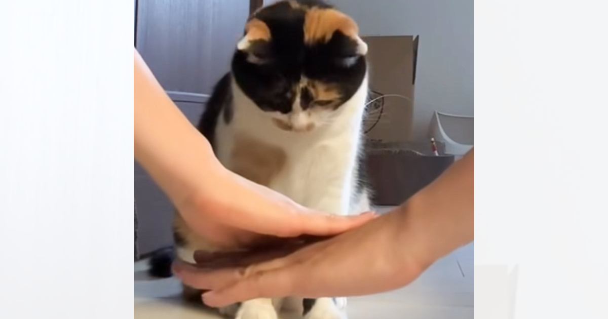 飼い主たちが猫の前で『円陣』を組んでみたら……とんでもなく尊い『まさかの瞬間』に悶絶する人が続出「可愛すぎる」「えいえいお～」