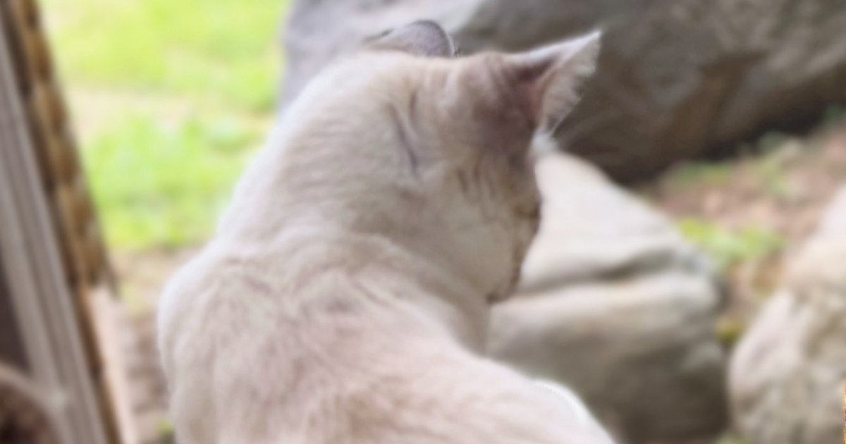 外を眺めて固まるネコ→視線の先にいたのは……まさかの『動物』との対面に「平和で癒されたｗ」「し、静かに...助けにきた」と２万いいね