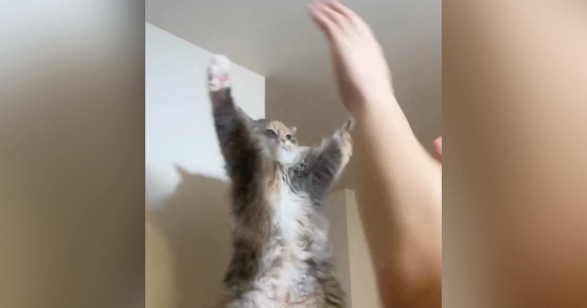 同じ格好をして遊んでいる猫と旦那→微笑ましすぎる『戦いの様子』に「お腹に目がいってしまうｗ」「私もやりたいｗ」と癒される人が続出