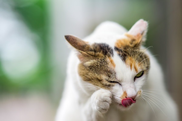 猫の目にゴミが入っている時の取り方と注意点