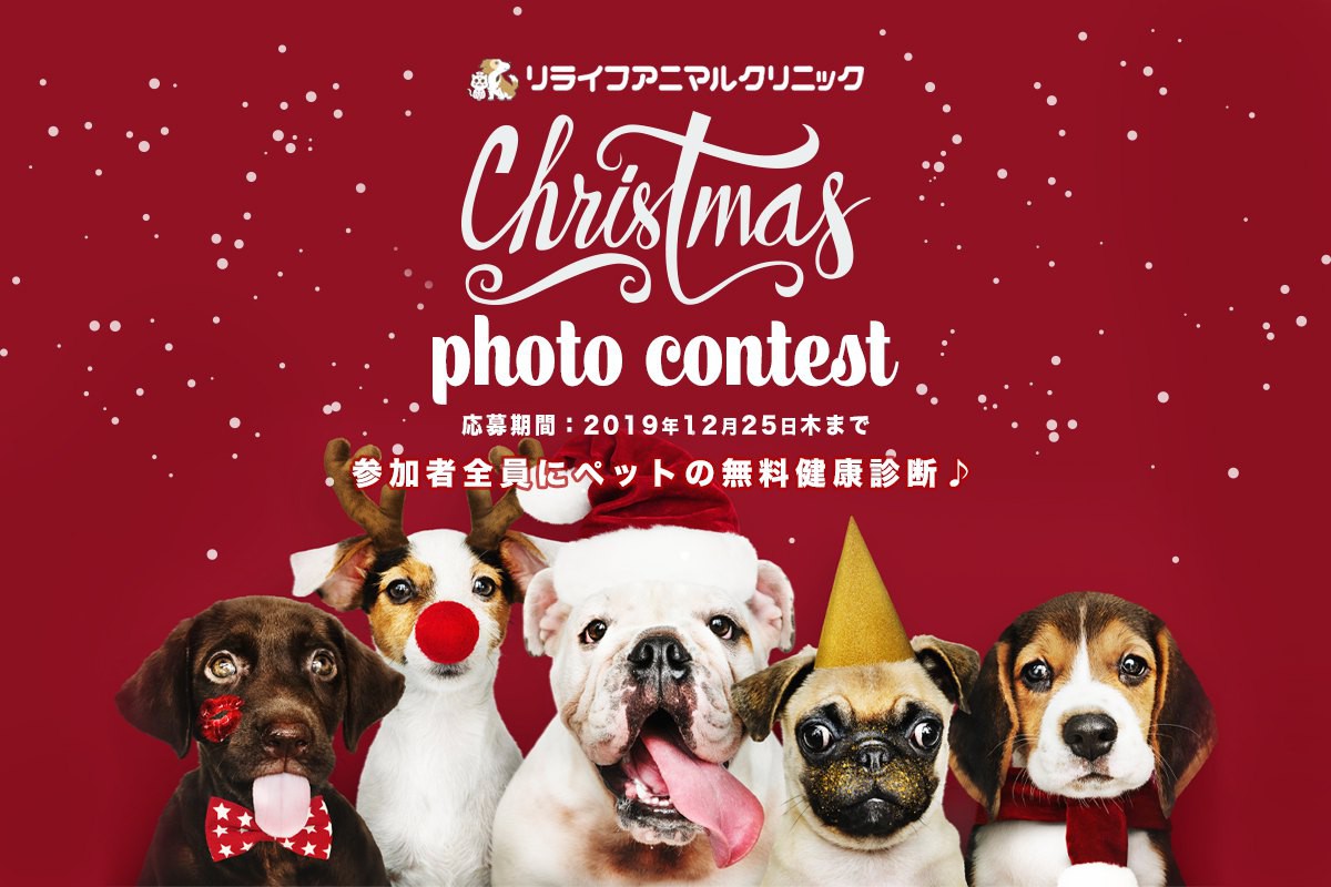 12/25締切！ペットの写真で豪華なクリスマスプレゼントをGETしよう