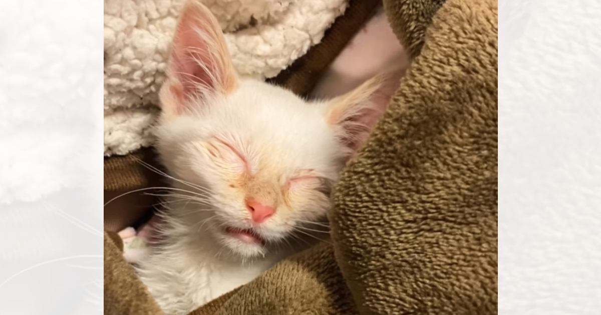 獣医から『今夜が山かもしれない』と告げられた子猫→お願い『生きて』と家族みんなで看病をして…「泣けて泣けて」「涙が止まらない」
