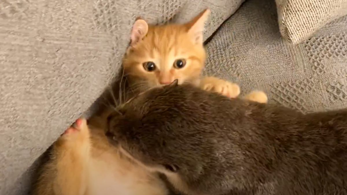 カワウソが『待ち伏せ』をしていると、子猫がやって来て……2匹の平和すぎる『プロレスの様子』が55万再生「反則級に可愛い」「癒された」