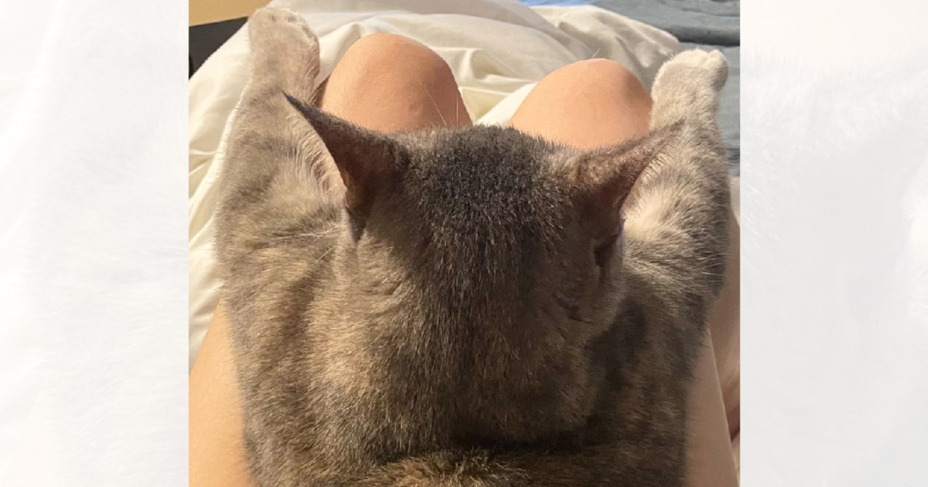 ママの膝の上でくつろぐ猫→あまりにも可愛すぎる『体勢』に２万いいねの反響「スーパーマンみたい」「後ろから見れるの最高だね」