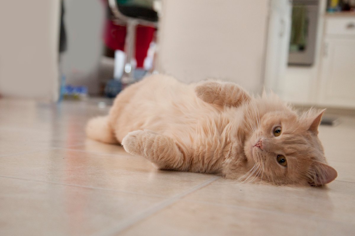 猫がする『甘えている』とは限らない行動4選　勘違いしやすいサインや見極めるポイントもご紹介