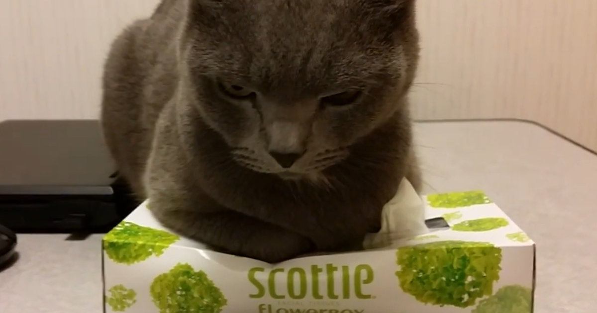 ティッシュを取らせてくれない猫に『チョップ』してみた結果…爆笑必至のバトルが70万再生「中ボス感すごいｗｗ」「飼い主を見る目じゃねぇ」