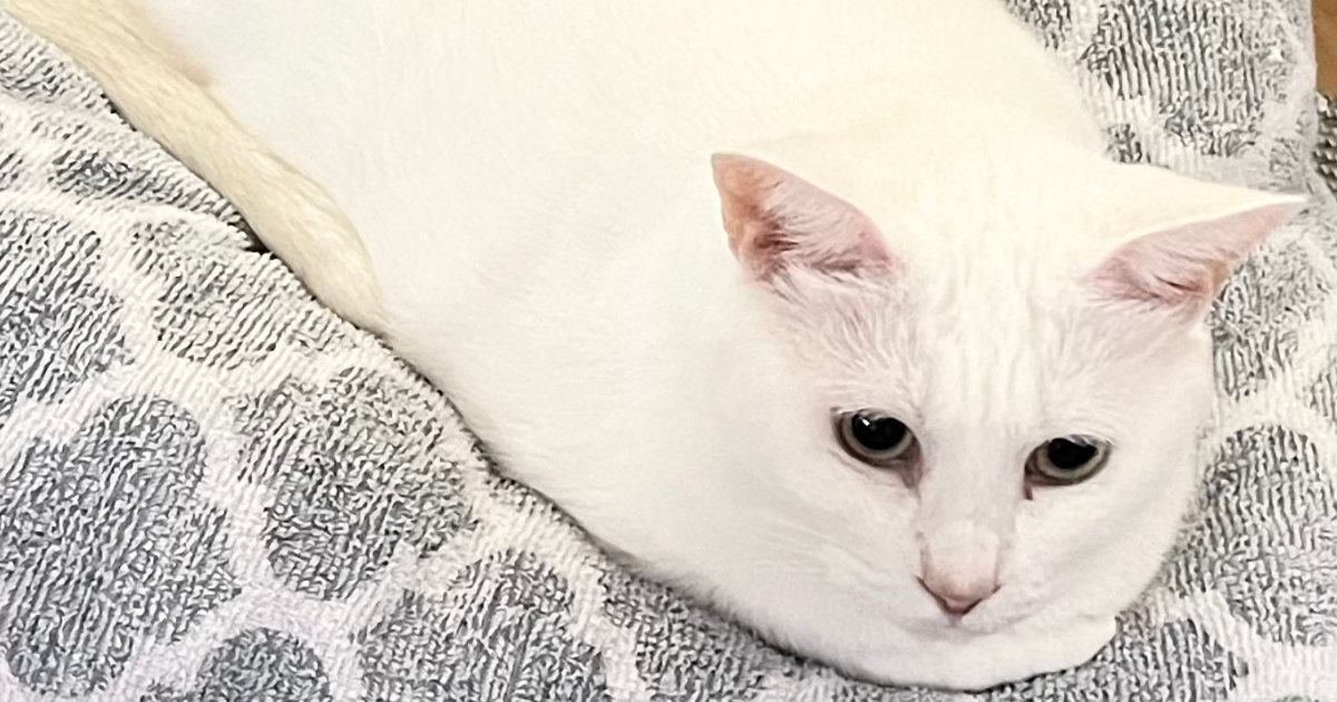 モチモチふわふわボディの白猫…『餅』にしか見えない『完璧すぎるフォルム』に７万いいね「すごーーい」「美味しそう」と絶賛の声