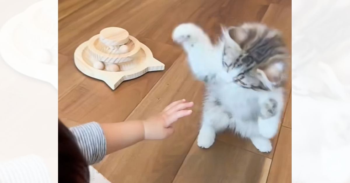 人間の赤ちゃんと初めて会った子猫の反応は？……微笑ましすぎる『初対面の光景』が136万再生「仕草がかわいい」「立ちながらのｗ」