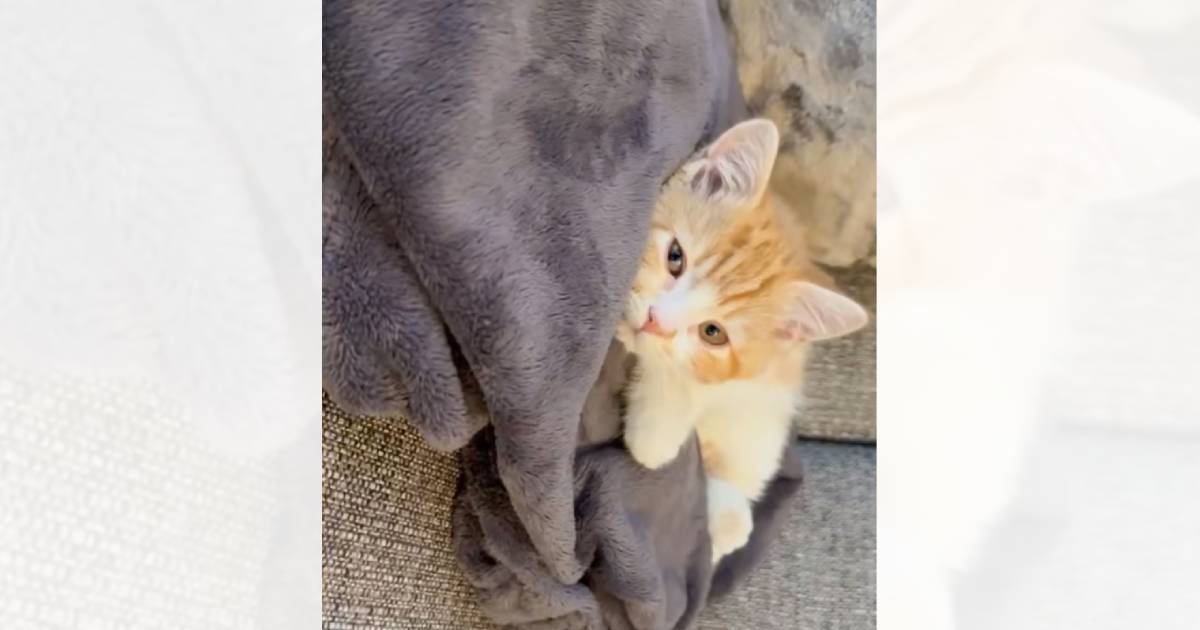 『パジャマの上でくつろぐ子猫』を発見→近づいてみた結果……「破壊力えぐい」「ライフ持ってかれた」悶絶注意な"反応"が150万再生