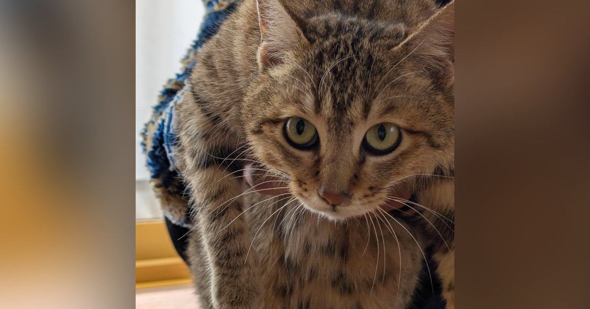 1匹の『迷い猫』との出会い→距離が少しずつ縮まり…家族になるまでの軌跡に涙が出るとSNSで反響「幸せになるんやで」「わぁぁよかった〜」