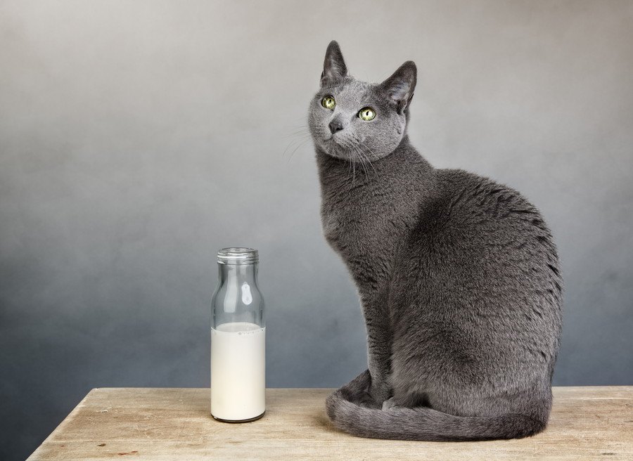 猫は人間が飲む牛乳を飲んでも大丈夫？