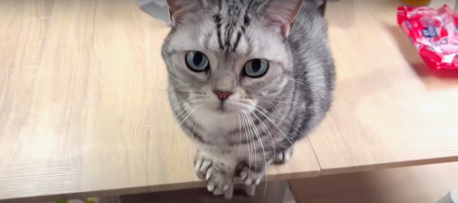 『おかえりにゃさい♪』猫ちゃんの可愛すぎるお迎えに胸キュン