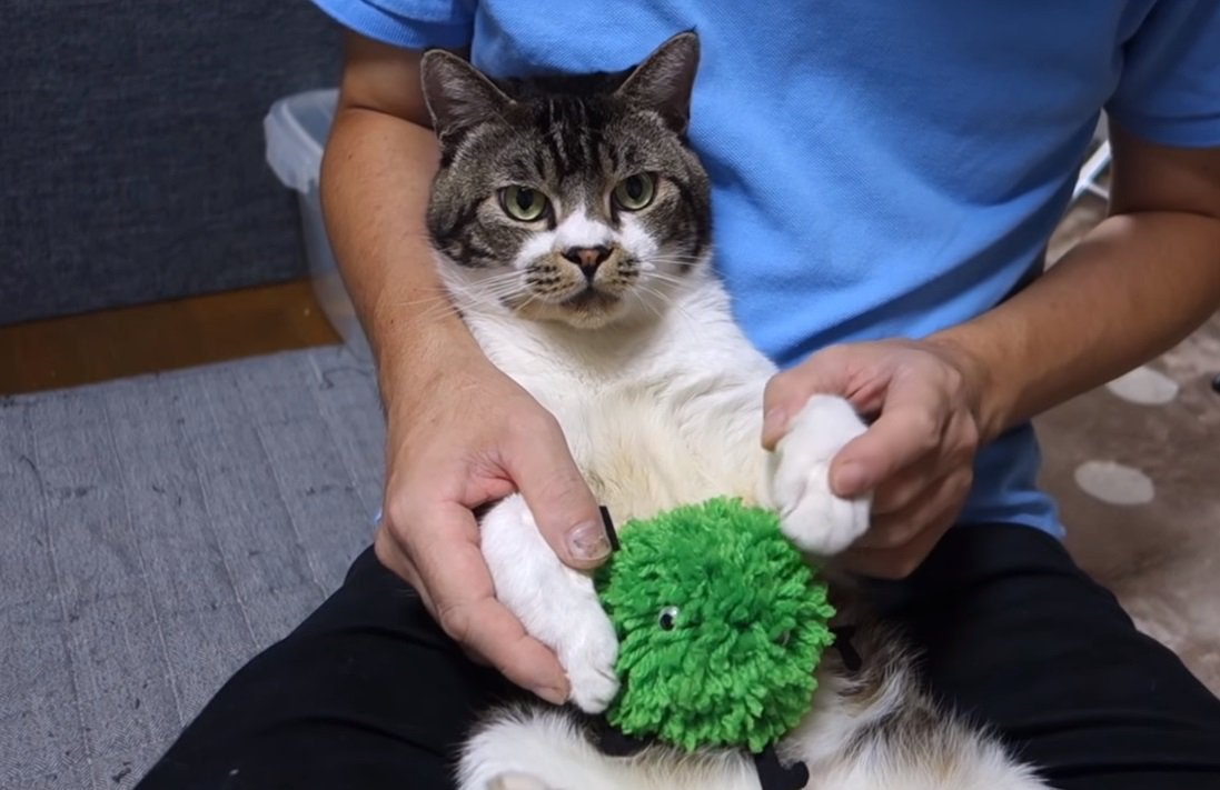 緑のあの子が猫ちゃんの物件探しをお手伝い♪