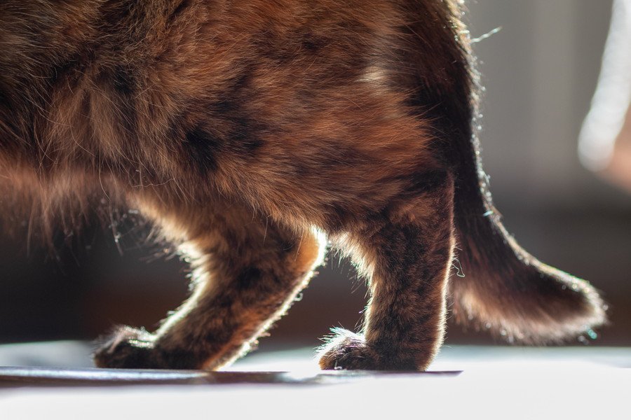 気づいてあげて！「猫が上手に隠す関節の痛み」　6歳以上の猫の60％が関節炎を罹患　オーストラリア