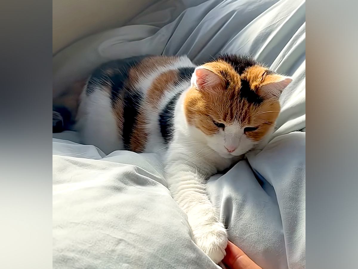 布団で寝ている三毛猫→前足をナデナデした結果…起きるかと思いきや、予想以上に『尊い行動』が16万再生「一生幸せでいろ…」「天使のクリームパン」