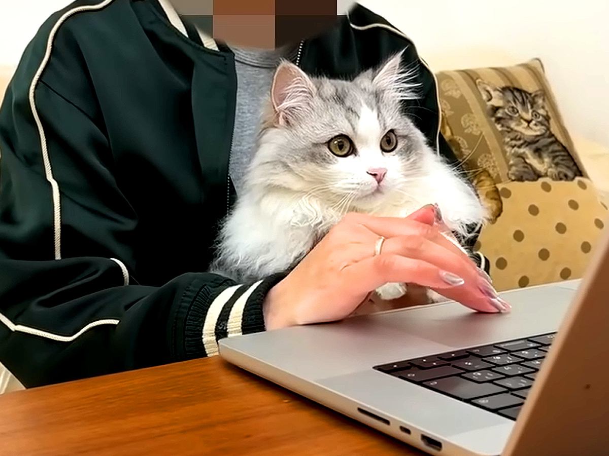 家で仕事中、集まってきた３匹の猫→リモート会議を始めると…あまりにも微笑ましい光景に「お相手が羨ましすぎるｗ」「大胆なご挨拶」の声