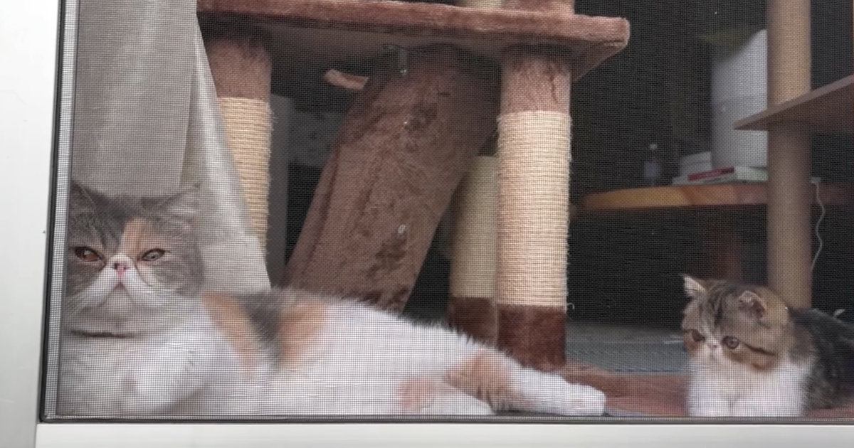 窓際でいっしょに過ごす『２匹の猫』を撮っていると…予想外の『可愛すぎる行動』に「キュンが止まらない」「すごく癒された」とSNSで反響