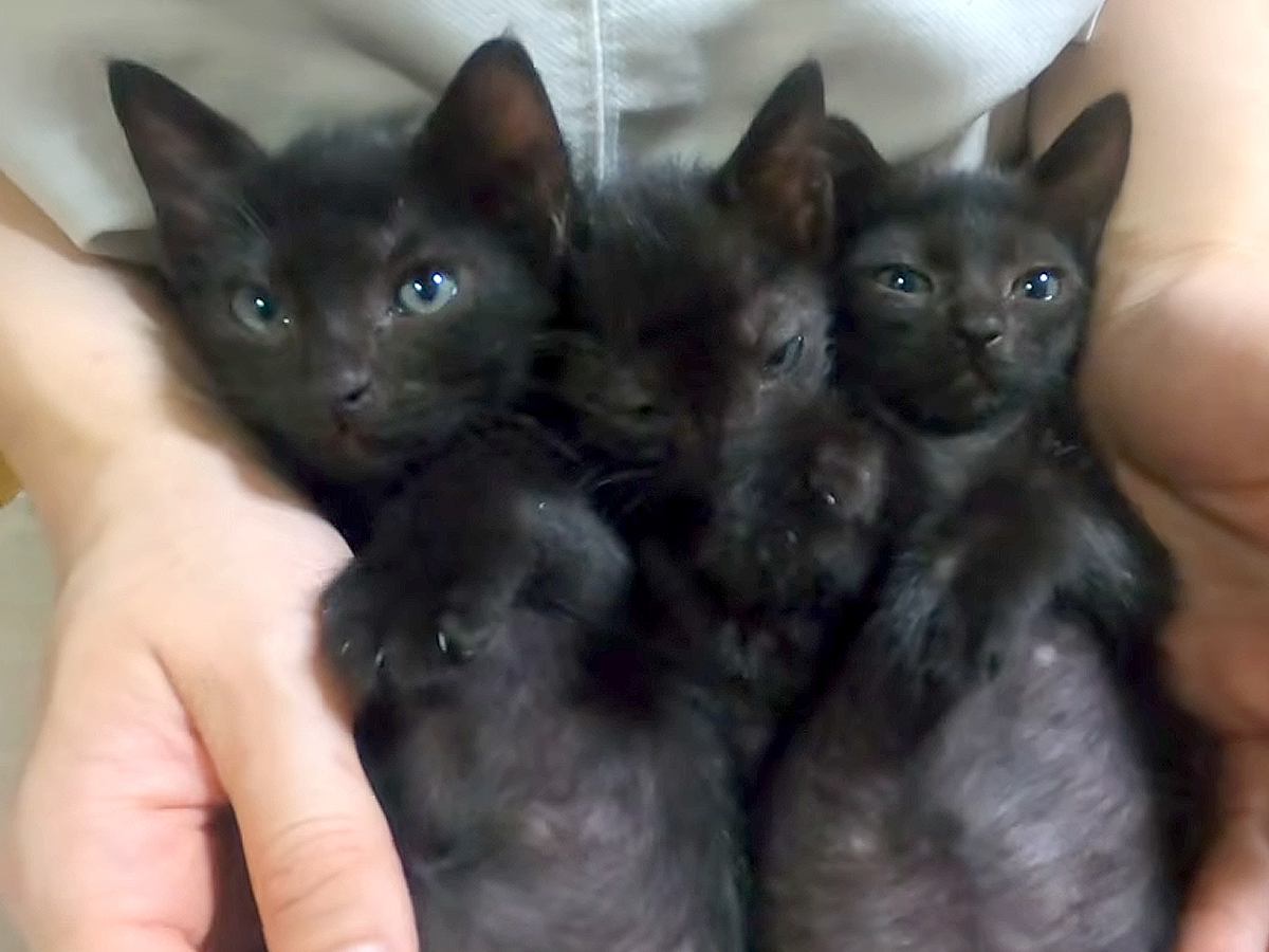 ゴミ屋敷で保護された、黒猫の３兄弟→大きくなると…愛おしすぎる『現在の光景』に「仲良し兄弟」「スクスク育ててもらって幸せそう」の声