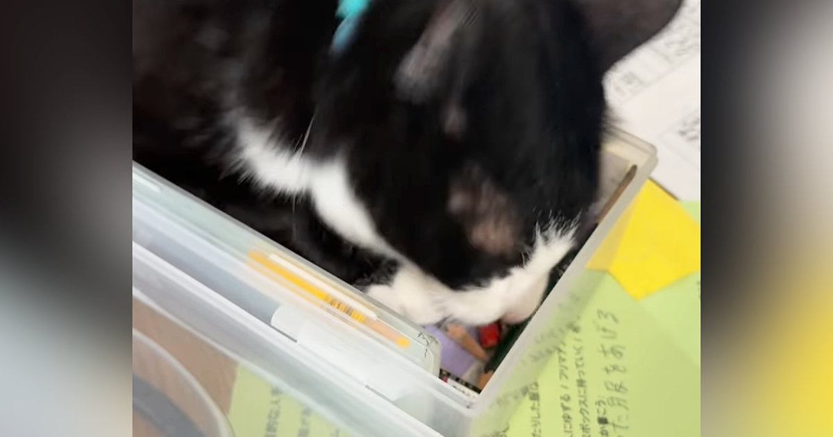 文房具入れを見つけた猫、じっと中を見つめると…『まさかの行動』に「入れるはずって思ってるｗ」「さすがに無理ｗ」と14万再生