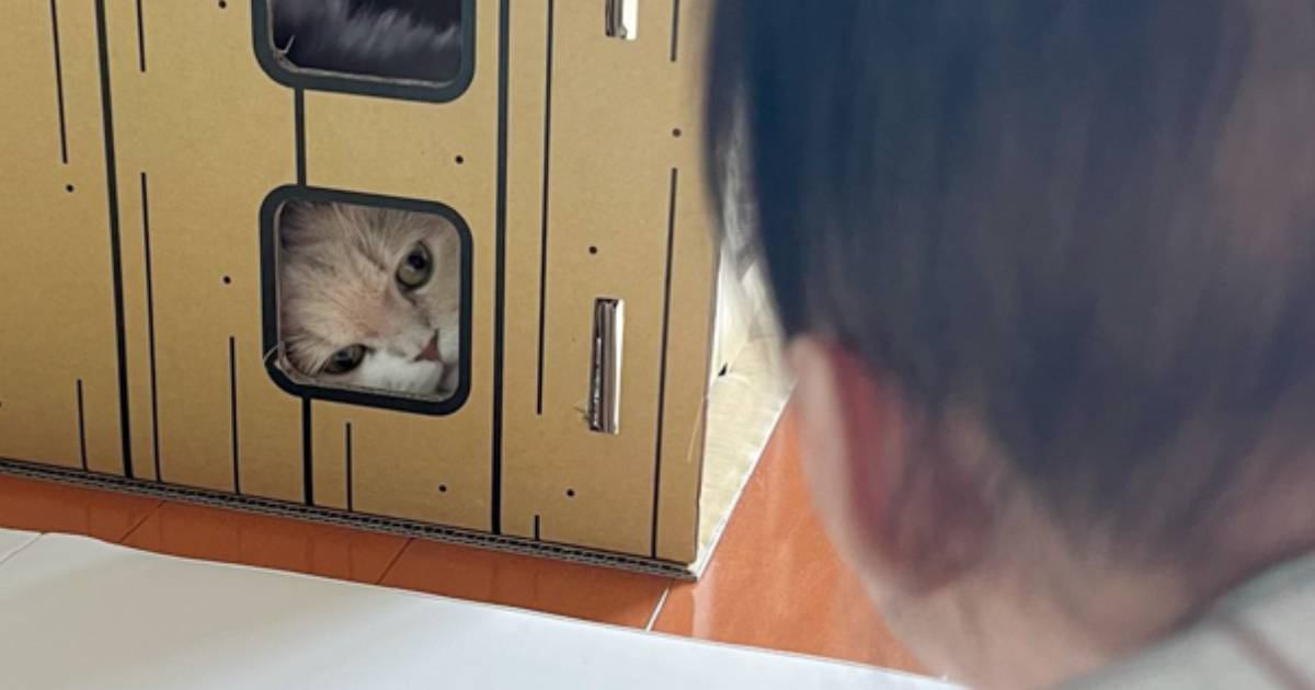 子どもと一緒に遊んでいると、ふと視線を感じて…『キャットハウス』を見たら→つい笑っちゃう『可愛い光景』に反響「見守りニャンw」