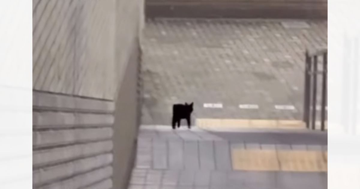 車や人通りが多い"危険な場所"でうろうろとしていた小さな猫→地域住民の協力で…涙あふれる瞬間が10万再生「感銘を受けた」「みんな優しい」