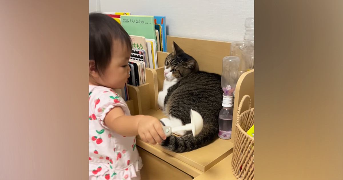赤ちゃんから『ニャンニャン』と声をかけられた猫→反応が……77万再生の微笑ましすぎるやり取りに「耐えてる耐えてるｗ」「優しいニャン」
