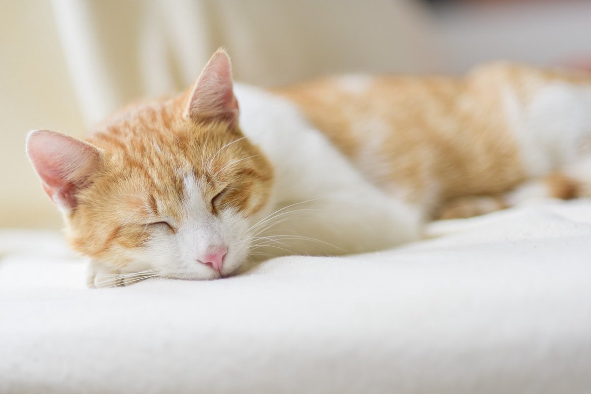 猫の一日の行動に密着！起床時間や餌の回数から生活を見直そう