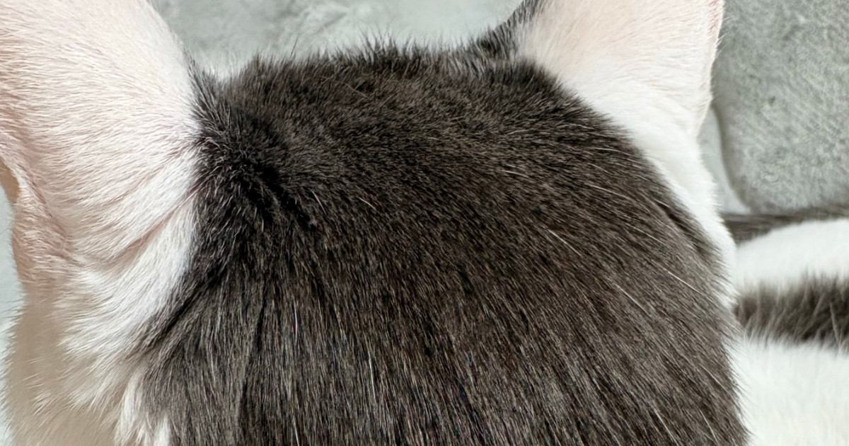 白い体に黒い模様が入った猫→『後頭部』を見ると…可愛すぎる光景に２万いいね「人間のヘアスタイルそっくりｗ」「カットいったのかな」