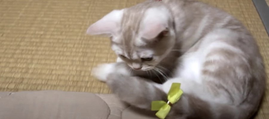 リボンが可愛い！猫ちゃんのおめかし♪