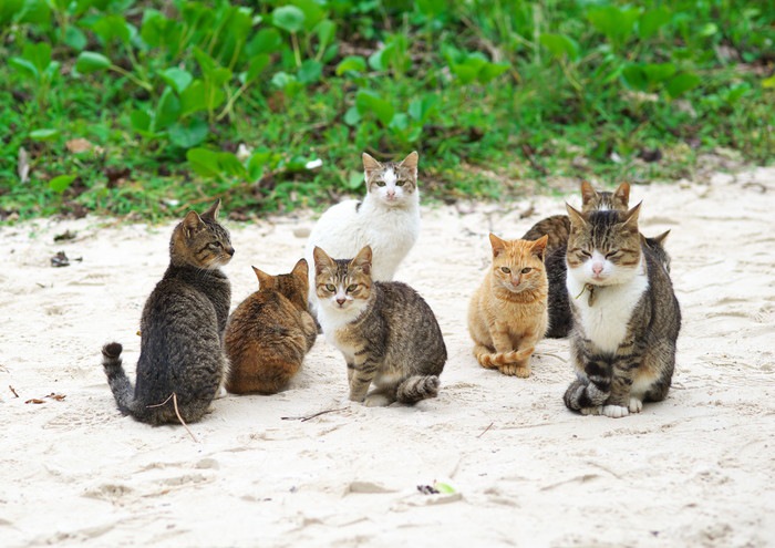 猫の譲渡会の内容とその参加方法について