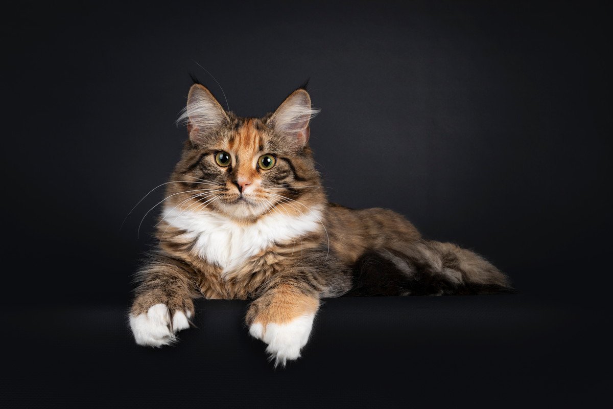 普通の猫より指が多い『多指症の猫』5つの豆知識　幸運を呼ぶと言われる理由は？