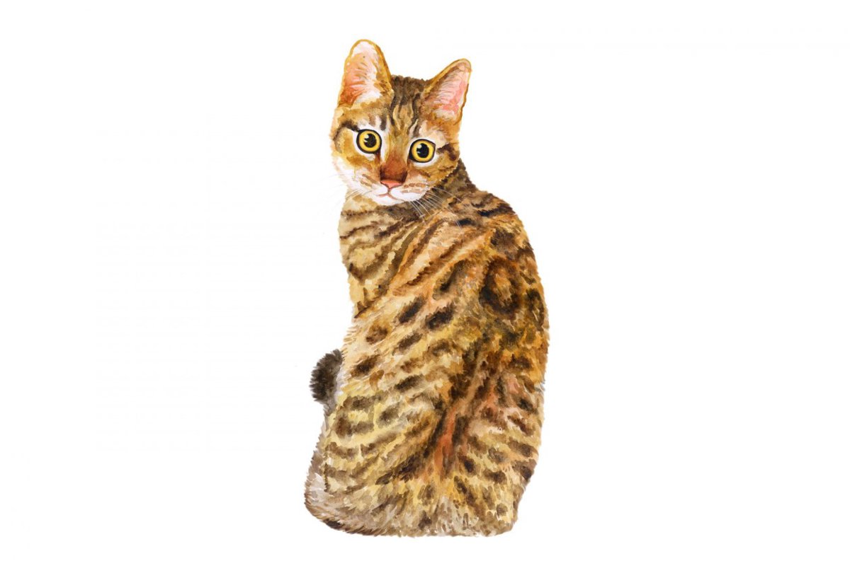 【獣医師監修】カリフォルニアスパングルドってどんな猫？特徴や性格から飼う前の注意点・価格相場まで徹底解説