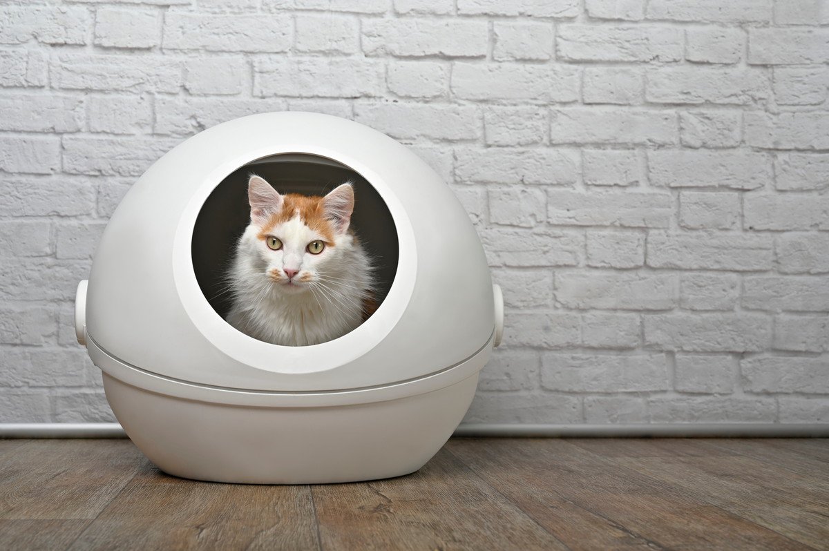 猫を病気にしかねない『使いづらい猫トイレ』の特徴5選　猫が嫌がっているサインもご紹介