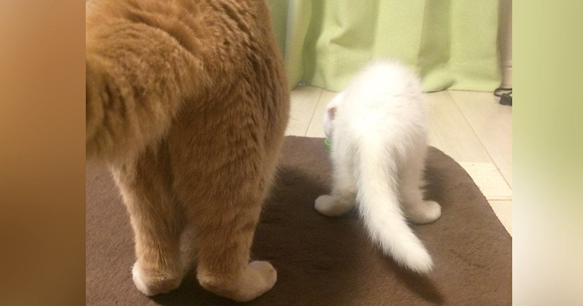 先住猫より『ずっと小さかった子猫』→11年後…劇的なビフォーアフターが40万表示「たくましくなった」「中身は変わらなそうｗ」